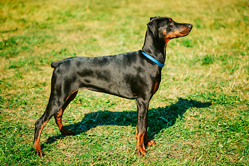 Image showing Black Doberman Dog On Green Grass Background