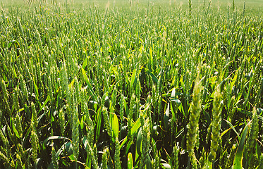 Image showing Green Barley Ears Field early Summer. Green Background