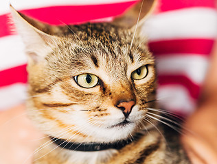 Image showing Close Up Portrait Tabby Male Kitten Cat