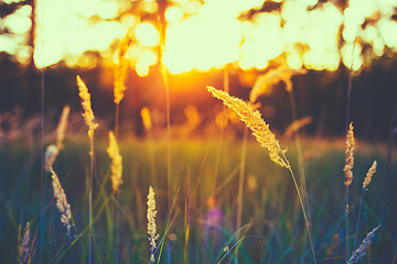 Image showing Dry Red Grass Field Meadow