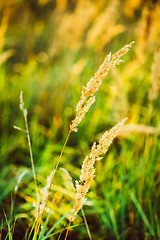 Image showing Dry Red Grass Field Meadow