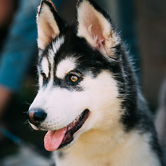 Image showing Close Up Young Happy Husky Puppy Eskimo Dog