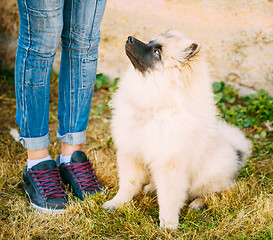 Image showing Gray Keeshound, Keeshond, Keeshonden Dog (German Spitz) Wolfspit