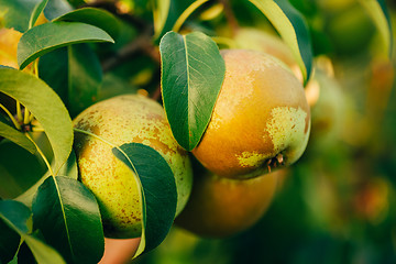 Image showing Fresh Green Pears On Pear Tree Branch, Bunch