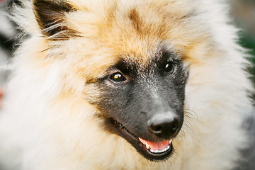 Image showing Gray Keeshound, Keeshond, Keeshonden Dog (German Spitz) Wolfspit