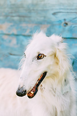 Image showing Dog Russian Borzoi Wolfhound