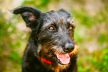 Image showing Black Dog On Green Grass Background