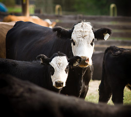 Image showing Mother and Calf Livestock Cattle Feed Lot Mountain Ranch