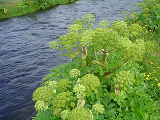 Image showing garden dock