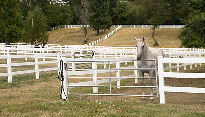 Image showing Beautiful White Horse Waits For Evening Meal and Stable