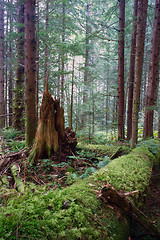 Image showing Rainforest Fallen Logs Rotted Stump Moss Covered Tree Trunk