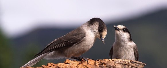 Image showing Two Gray Jay Birds Wildlife Camp Robbers Compete for Food