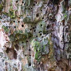 Image showing woodworm in tree