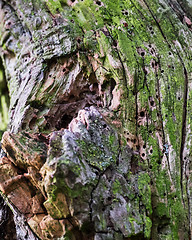 Image showing woodworm in tree