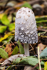 Image showing shaggy ink cap mushroom