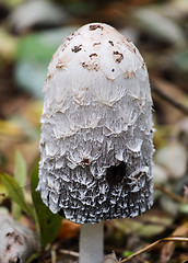 Image showing shaggy ink cap mushroom