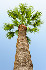 Image showing palm tree