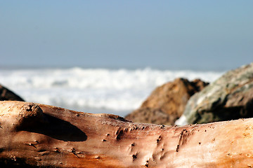 Image showing Drift Wood