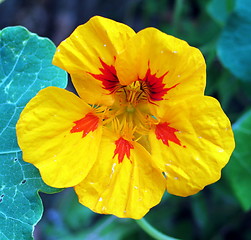 Image showing Beauty in yellow