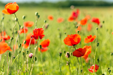 Image showing summer blooming poppy field