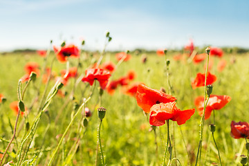 Image showing summer blooming poppy field