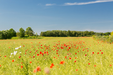 Image showing summer blooming poppy field