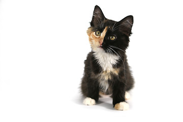 Image showing Adorable Long Haired Domestic Kitten With a Split Face