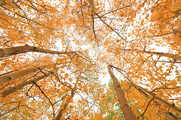 Image showing Fall Colors in the Sierra Mountains California