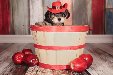 Image showing Cute Teacup Yorkie Puppy in Adorable Backdrops and Prop for Cale