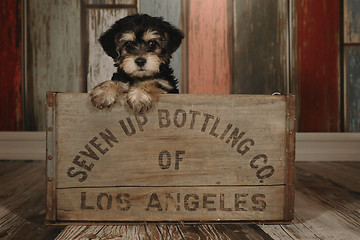 Image showing Cute Teacup Yorkie Puppy in Adorable Backdrops and Prop for Cale