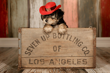 Image showing Cute Teacup Yorkie Puppy in Adorable Backdrops and Prop for Cale