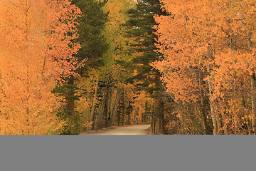 Image showing Fall Colors in the Sierra Mountains California