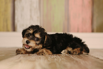 Image showing Cute Teacup Yorkie Puppy in Adorable Backdrops and Prop for Cale