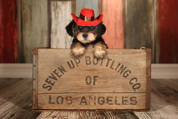 Image showing Cute Teacup Yorkie Puppy in Adorable Backdrops and Prop for Cale