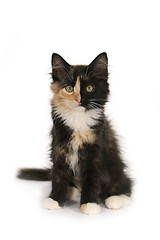 Image showing Adorable Long Haired Domestic Kitten With a Split Face