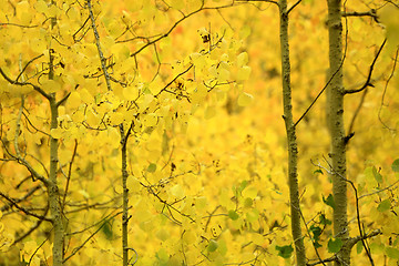 Image showing Fall Colors in the Sierra Mountains California