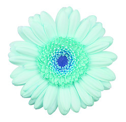 Image showing Blue gerbera flower isolated