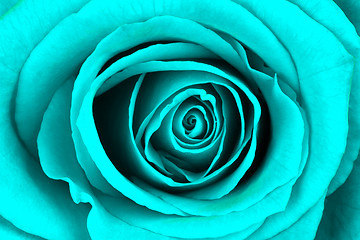 Image showing Close-up of a bright blue rose