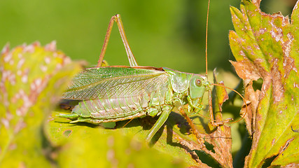 Image showing Green grasshoper in a garden