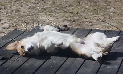 Image showing laying in the sun