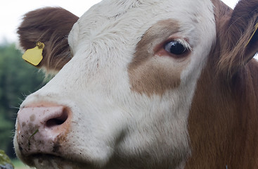 Image showing cows head