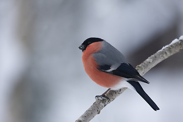 Image showing male bullfinch