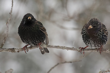 Image showing starlings in snow