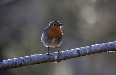 Image showing red robin