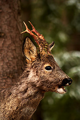 Image showing male roebuck