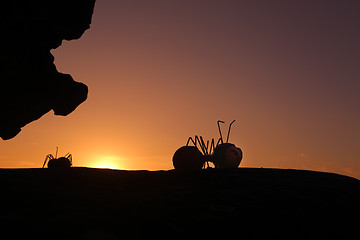 Image showing Look Who's Here silhouettes at SxS Bondi