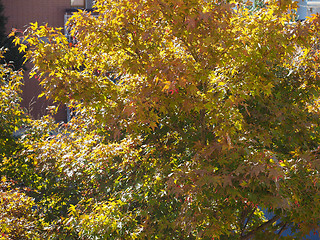 Image showing Red maple tree