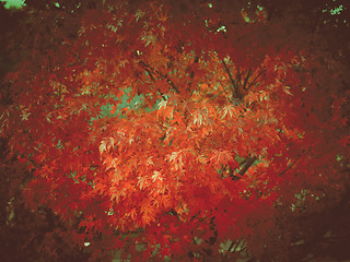 Image showing Retro look Maple leaves