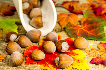 Image showing hazelnuts