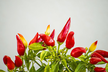 Image showing chilis at a plant